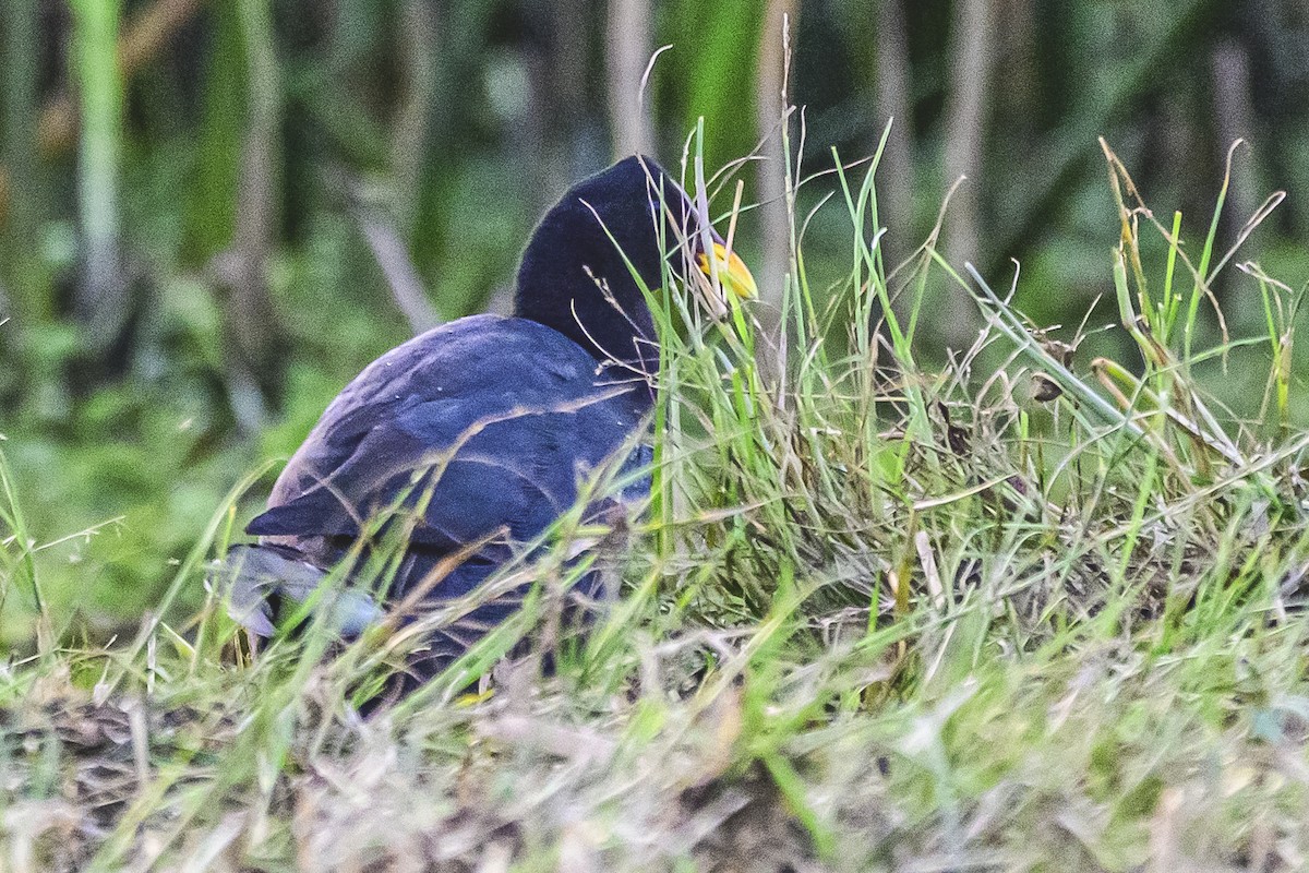 Foulque à front rouge - ML617387177