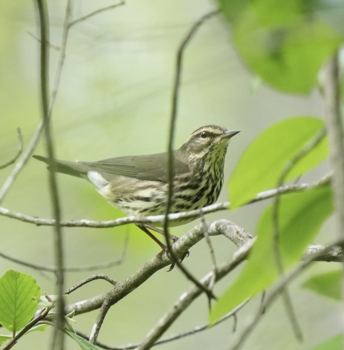 Northern Waterthrush - ML617387180