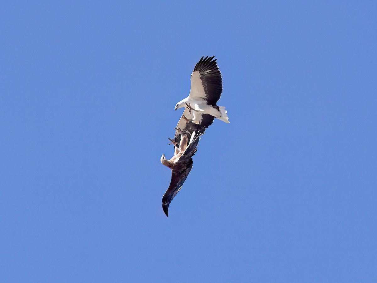 White-bellied Sea-Eagle - Mary Wheeler