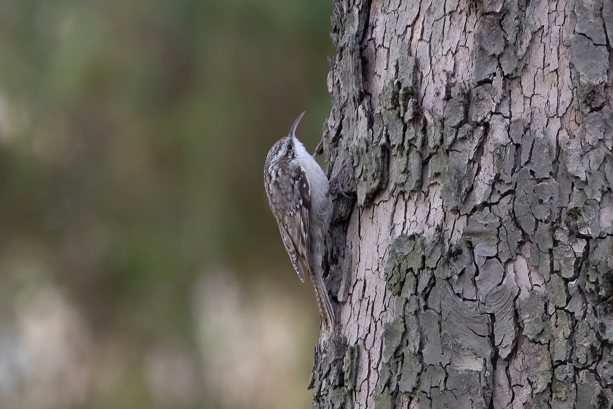 Bar-tailed Treecreeper - ML617387210