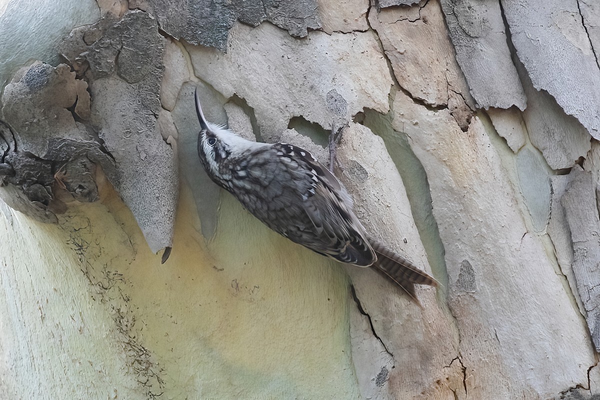 Bar-tailed Treecreeper - ML617387211