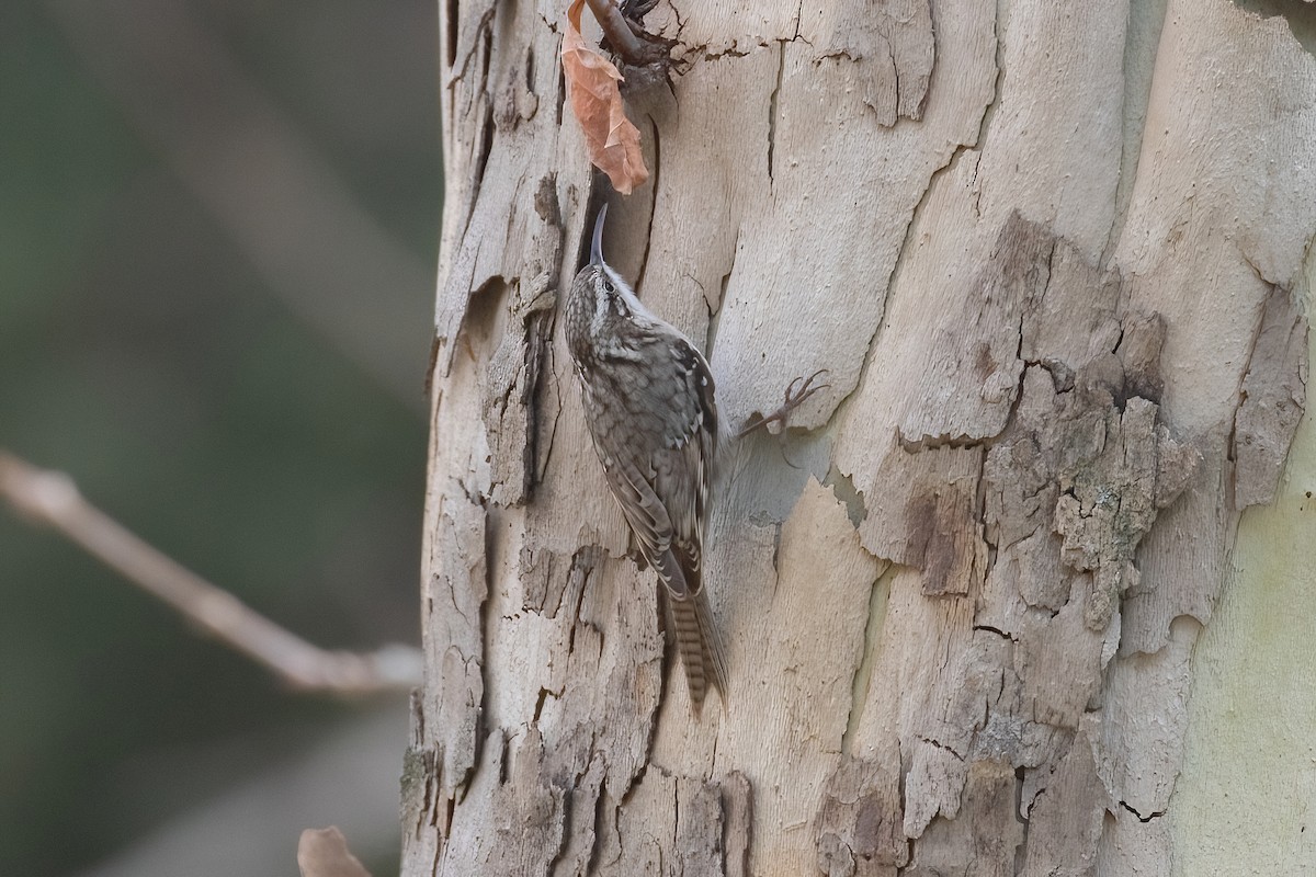 Bar-tailed Treecreeper - ML617387214