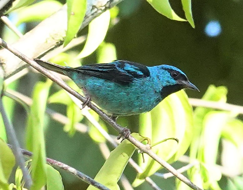 Blue Dacnis - ML617387221