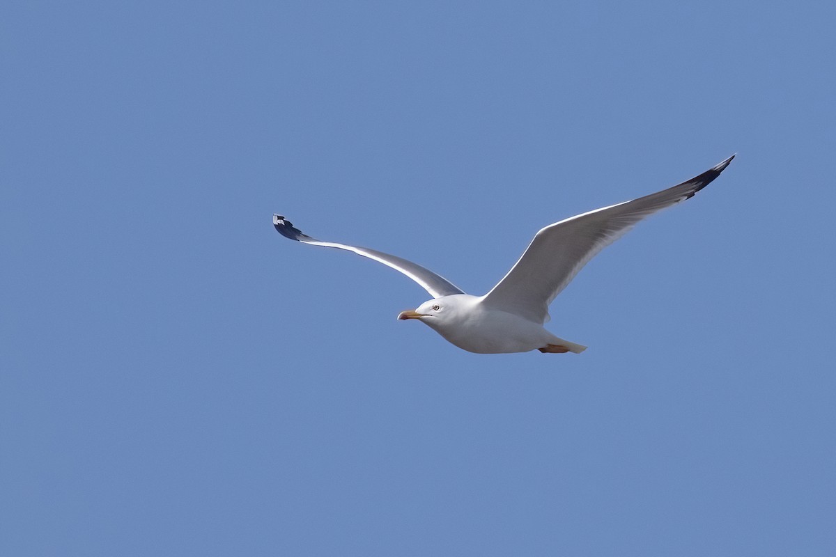 Caspian Gull - Sayam U. Chowdhury