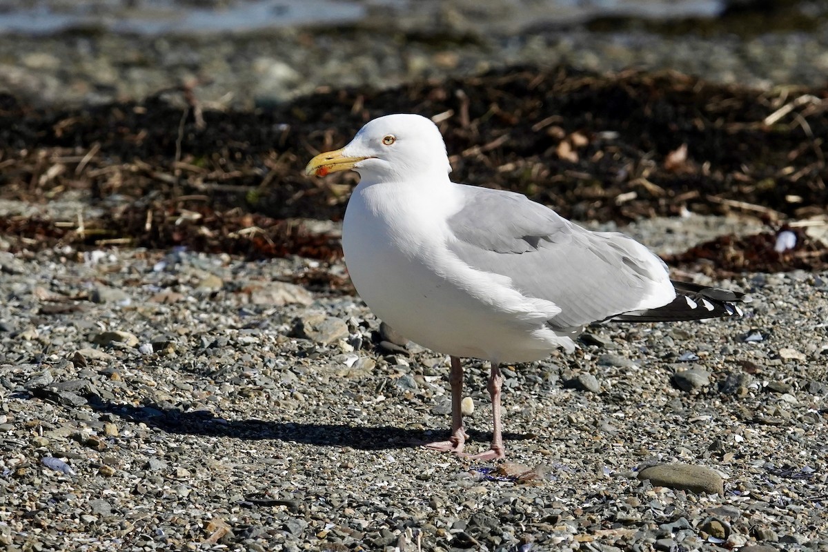 Gaviota Argéntea - ML617387273