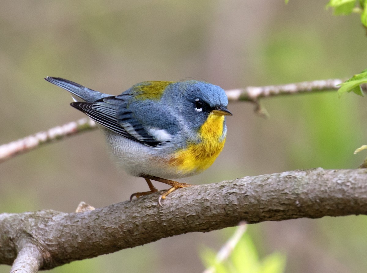 Northern Parula - ML617387278