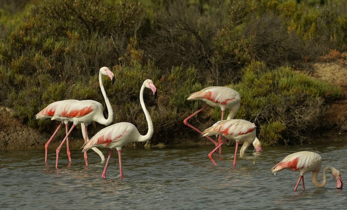 Greater Flamingo - ML617387321