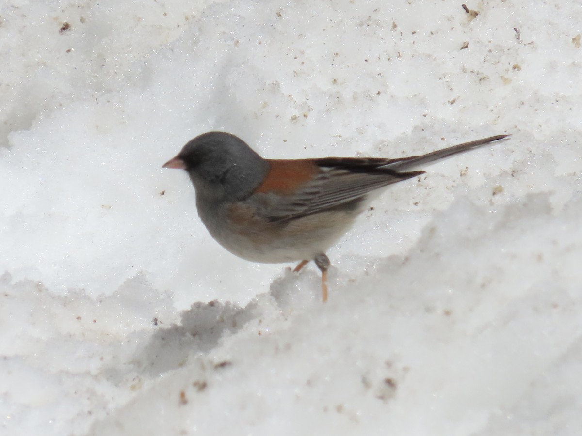 Dark-eyed Junco (Pink-sided x Gray-headed) - ML617387366