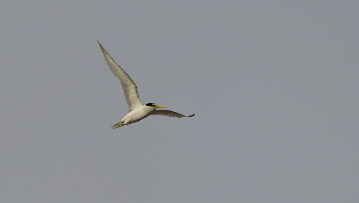 Little Tern - ML617387372