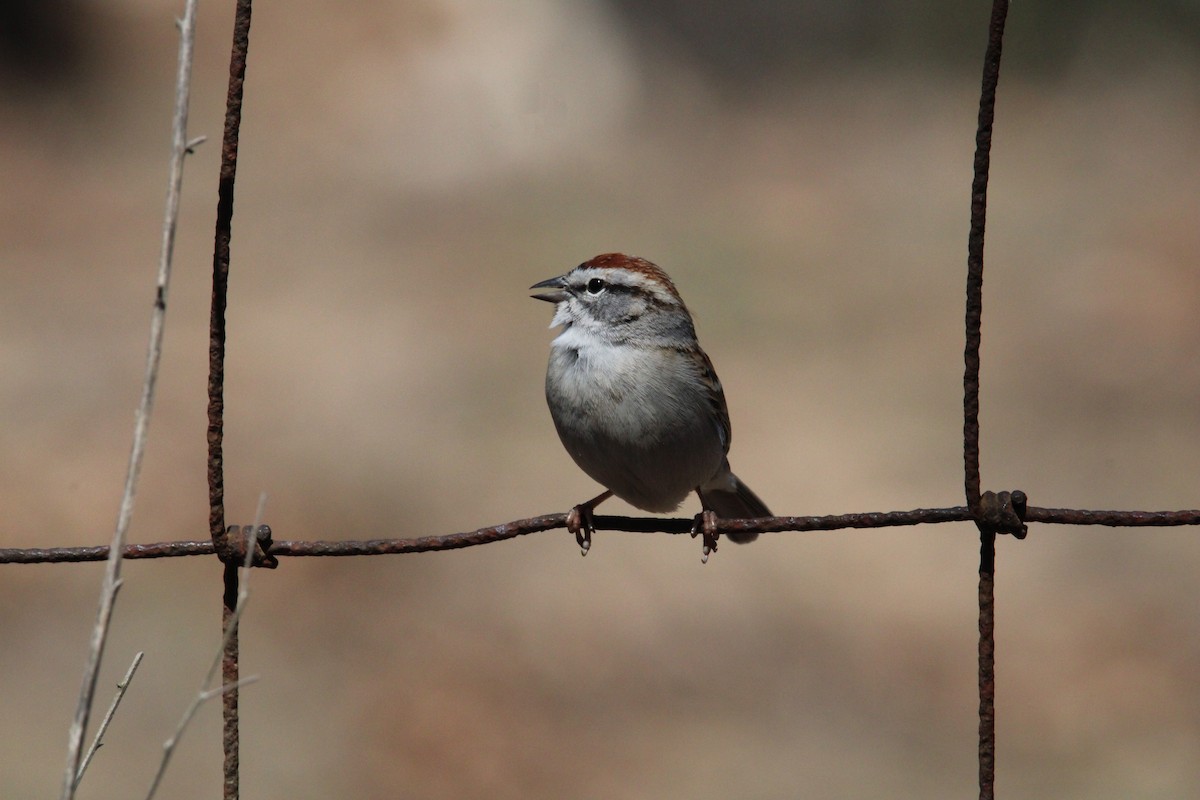 Chipping Sparrow - ML617387386