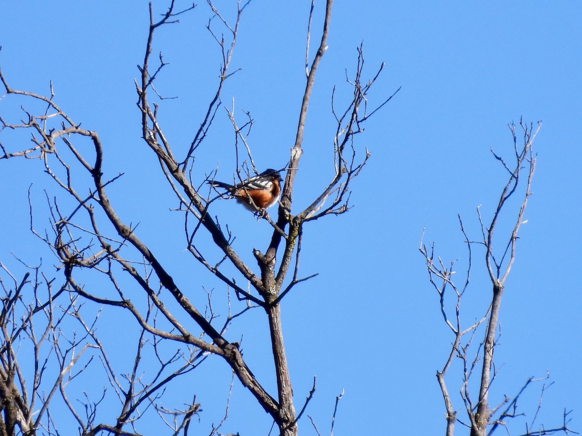 Spotted Towhee - ML617387427