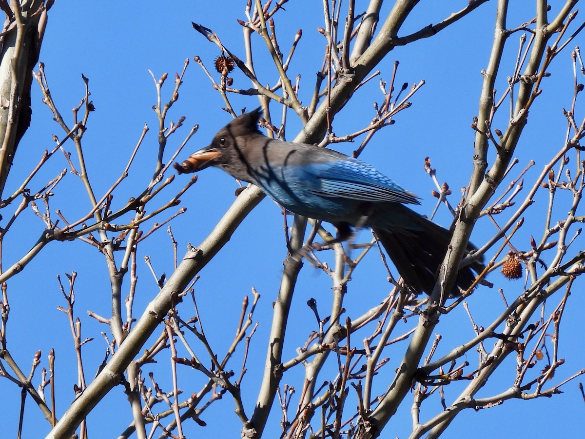 Steller's Jay - ML617387448