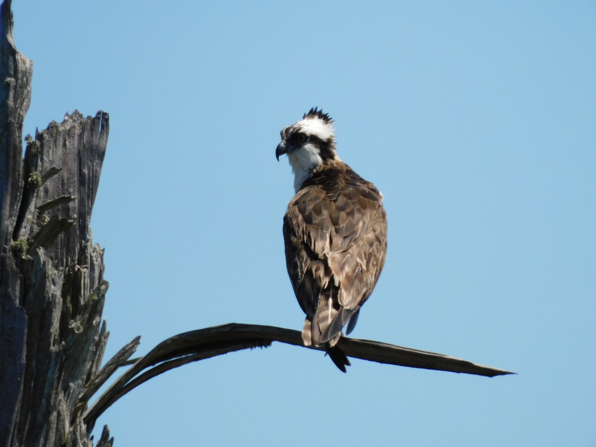 Águila Pescadora - ML617387493