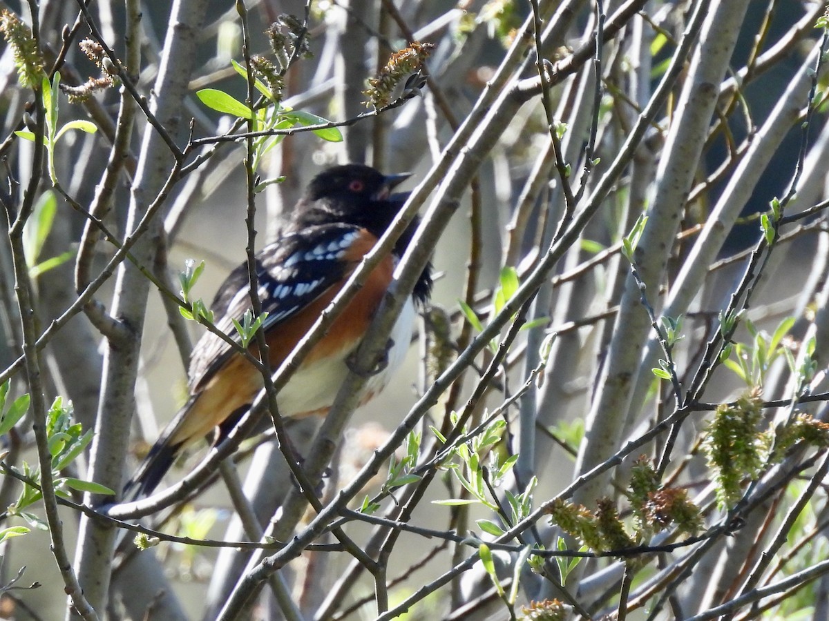 Spotted Towhee - ML617387506