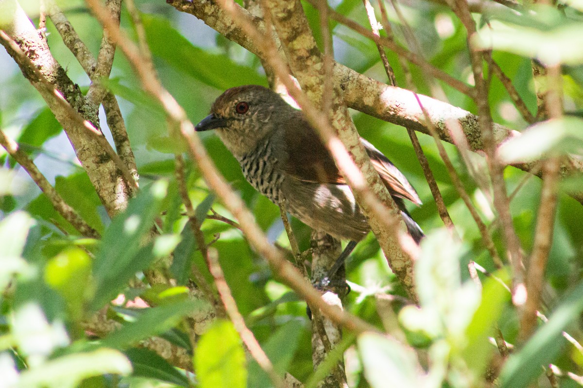 Rufous-capped Antshrike - ML617387507