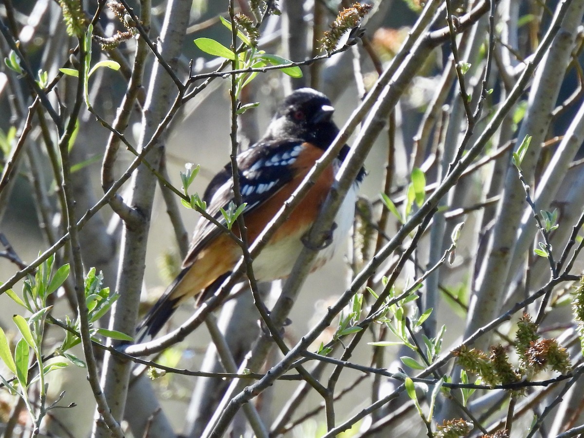 Spotted Towhee - ML617387510