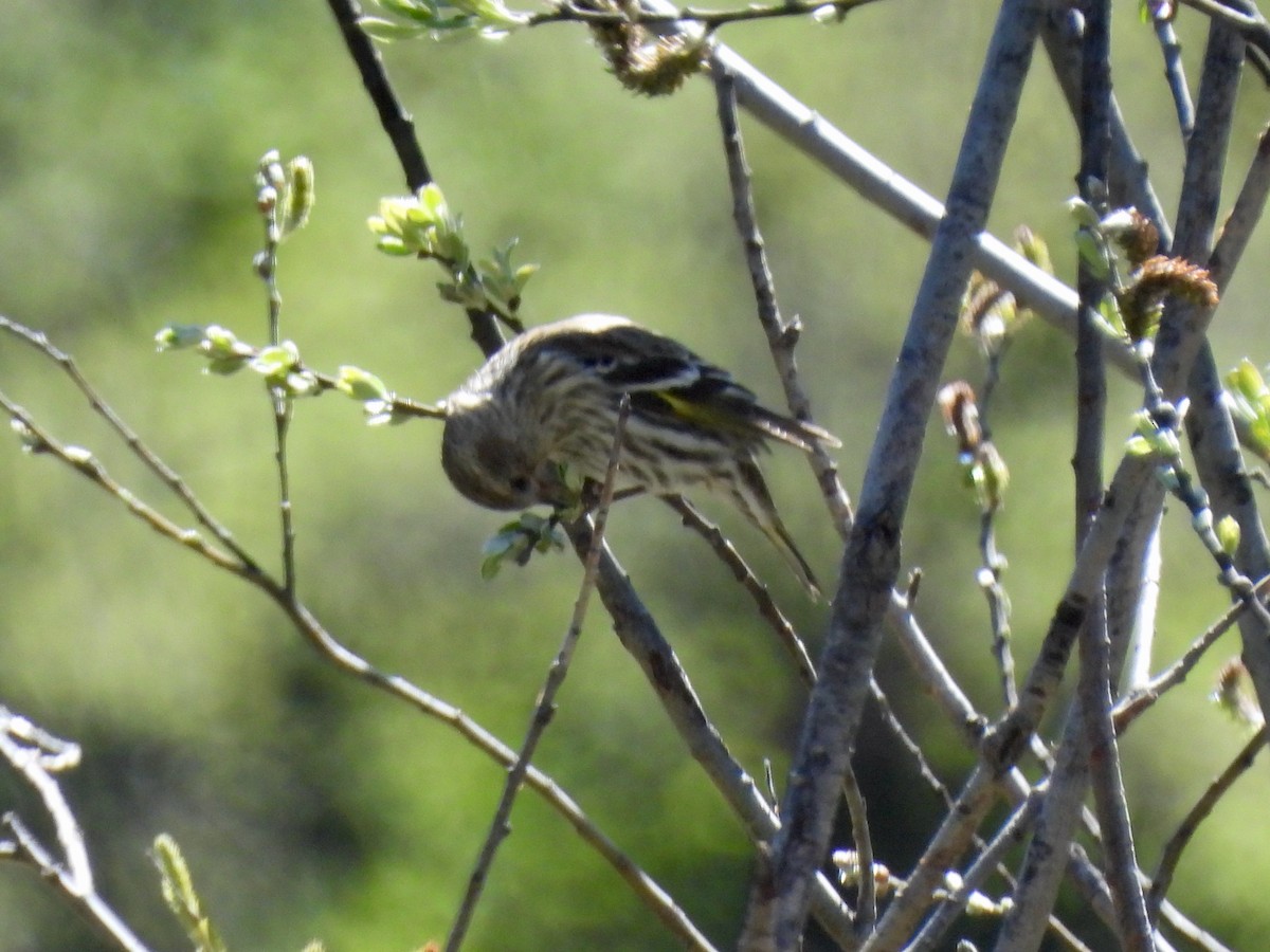 Pine Siskin - ML617387518