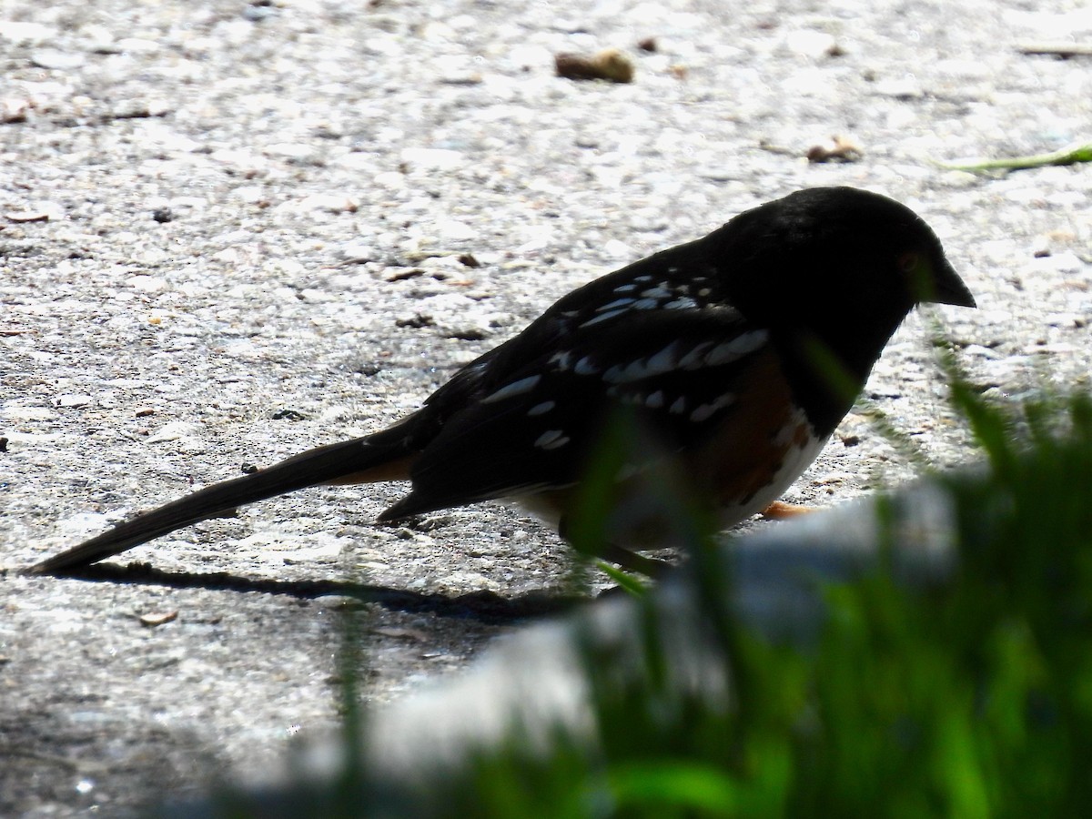 Spotted Towhee - ML617387536