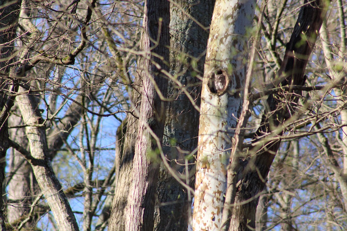 Eastern Screech-Owl - Rene',Andy and Bill McGill