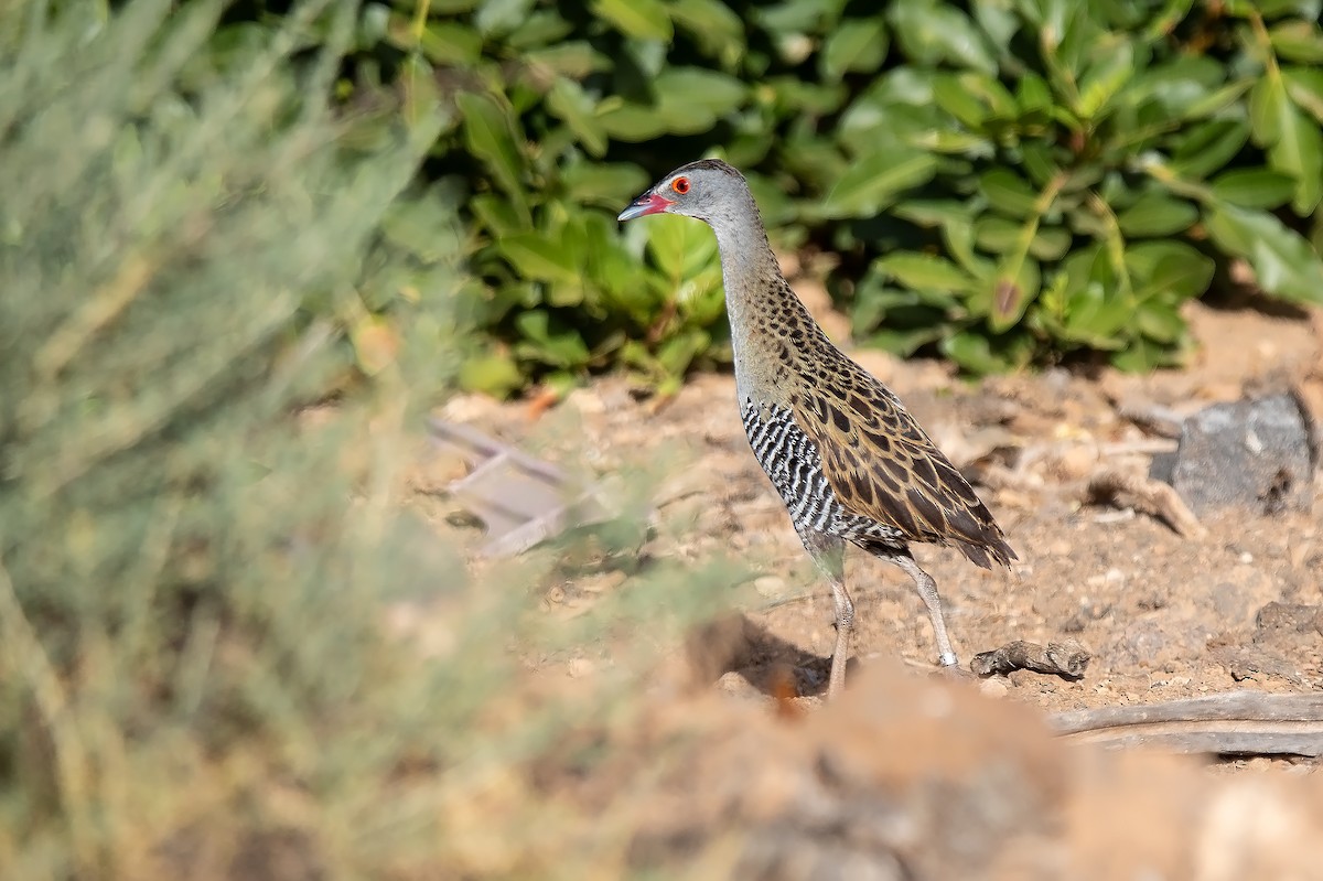 African Crake - David Perez