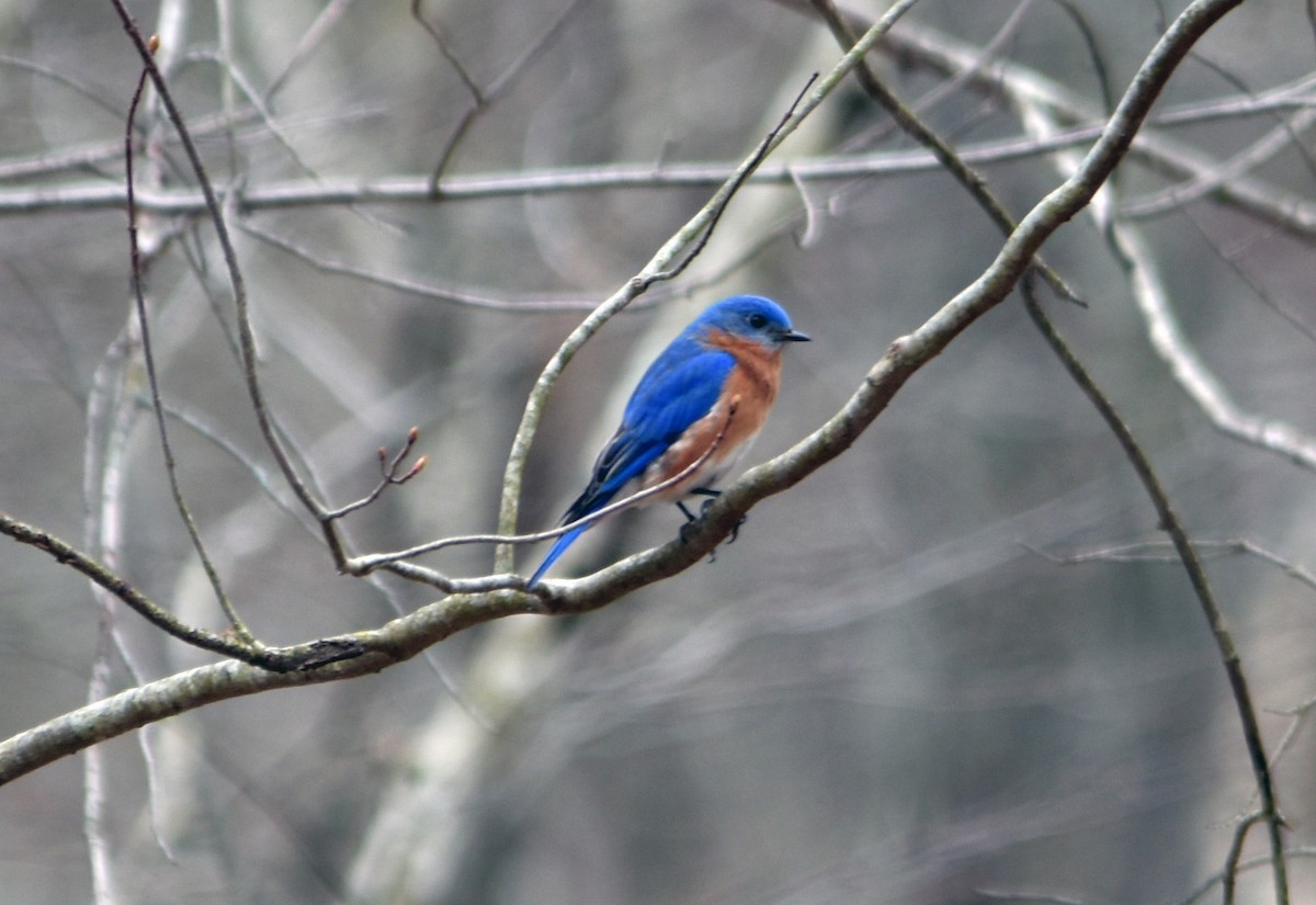 Eastern Bluebird - ML617387676