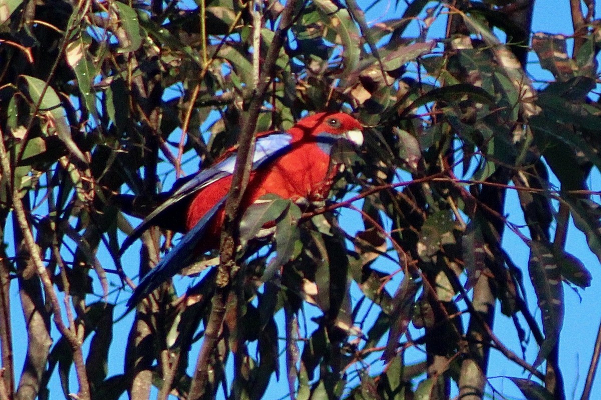 Crimson Rosella - Pauline and Ray Priest