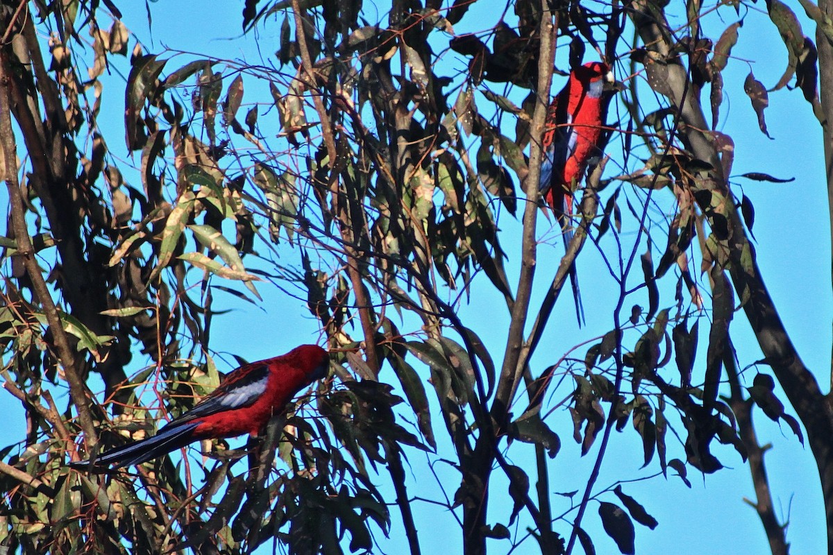 Crimson Rosella - Pauline and Ray Priest