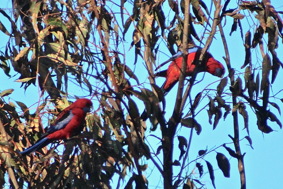 Crimson Rosella - Pauline and Ray Priest