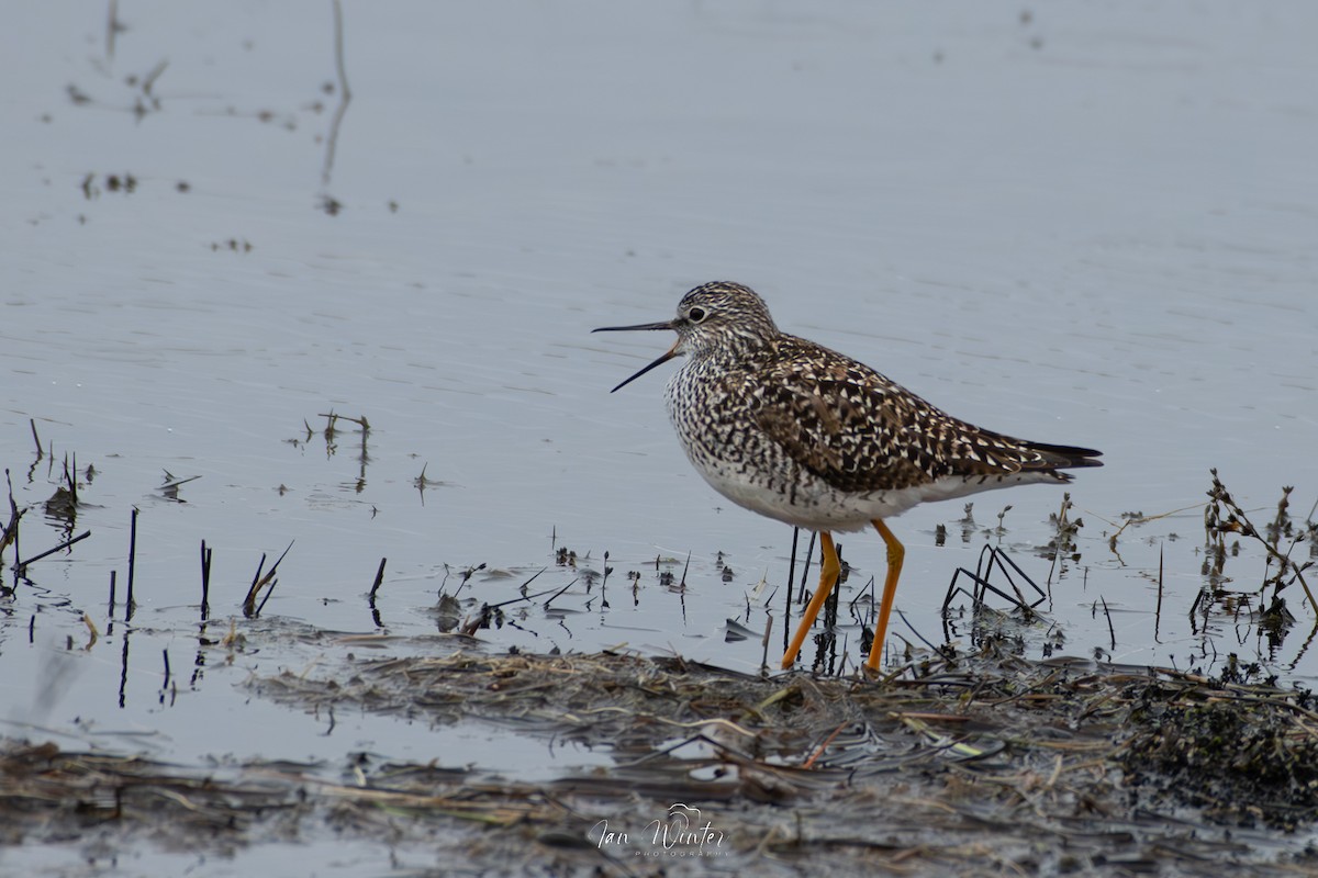 Lesser Yellowlegs - ML617387700