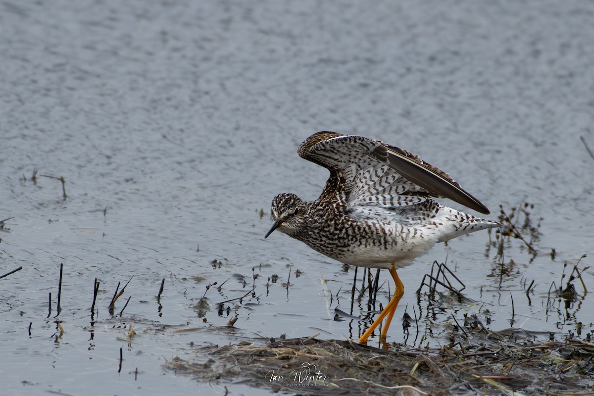 Lesser Yellowlegs - ML617387701