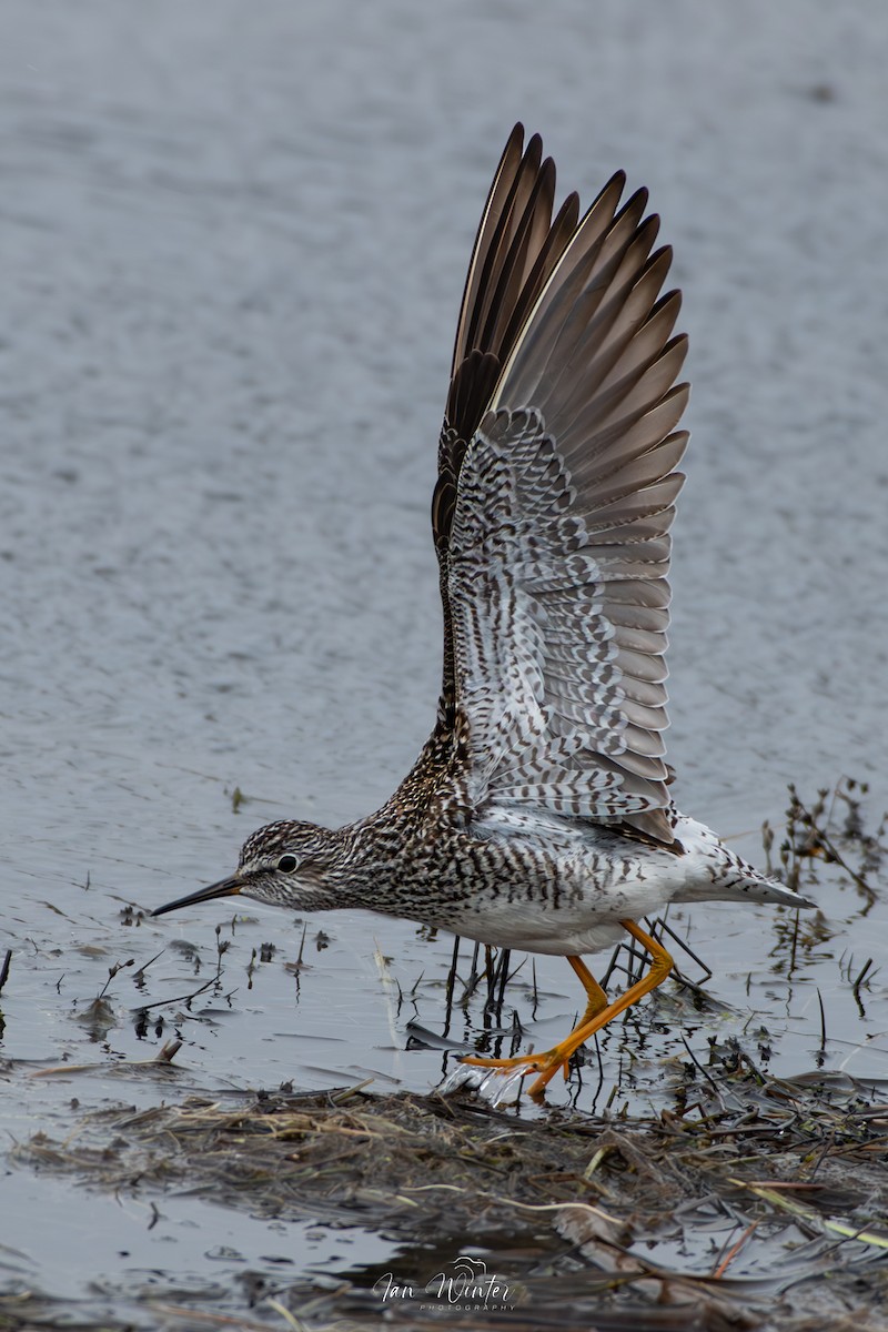 Lesser Yellowlegs - ML617387703