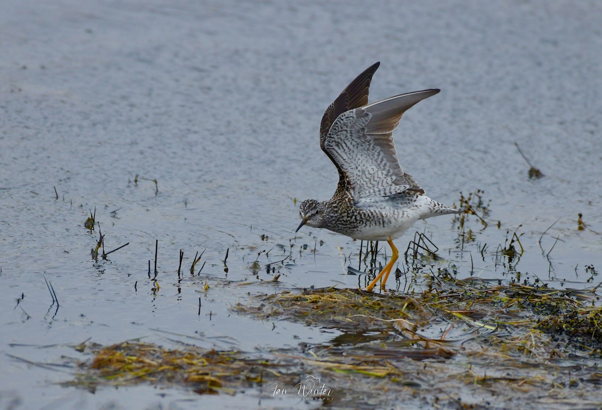 Lesser Yellowlegs - ML617387704