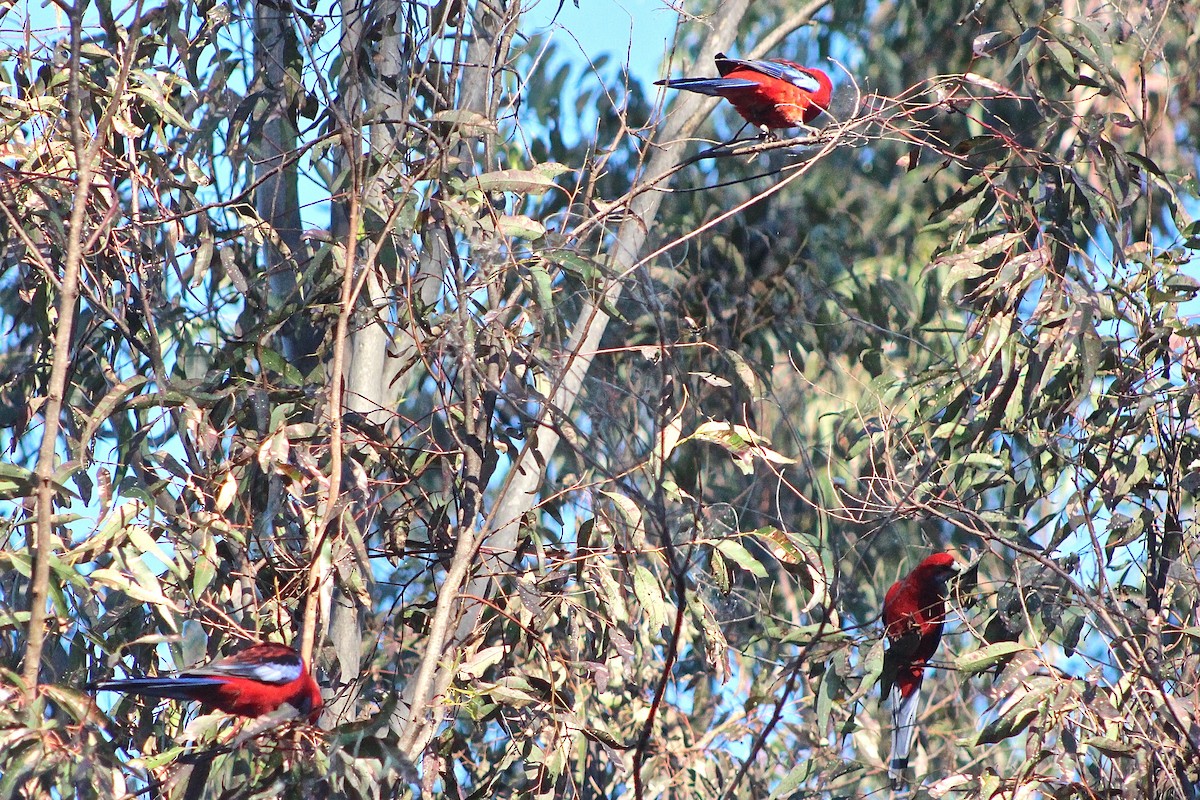 Crimson Rosella - Pauline and Ray Priest