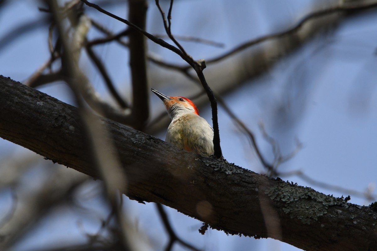 Red-bellied Woodpecker - ML617387755