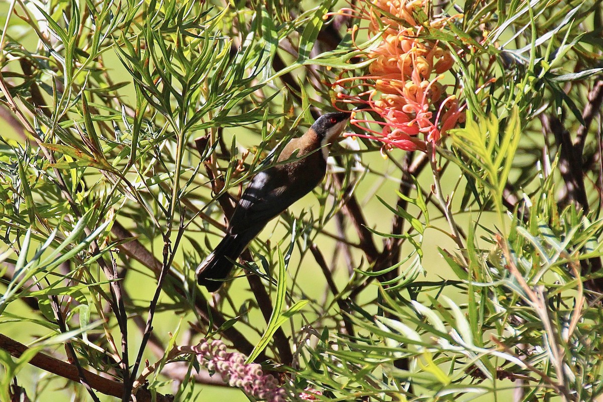 Eastern Spinebill - Pauline and Ray Priest