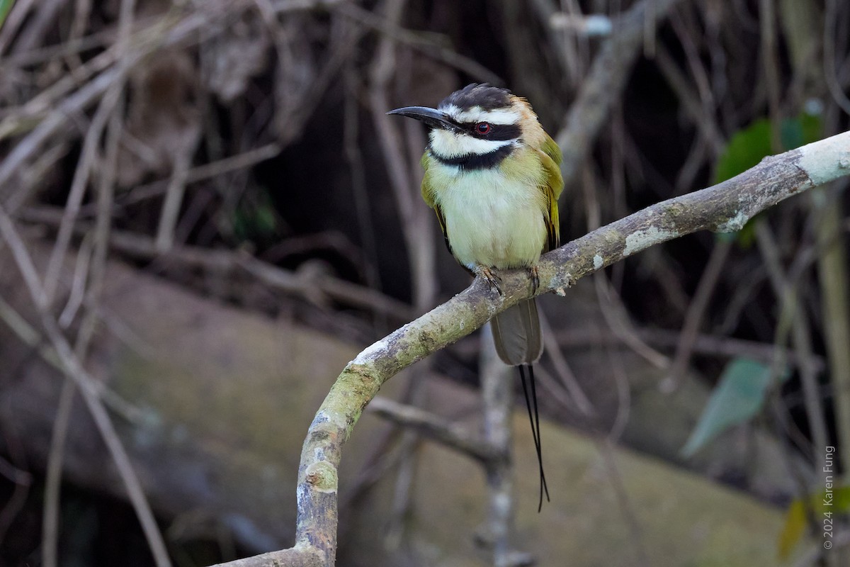 White-throated Bee-eater - ML617387799