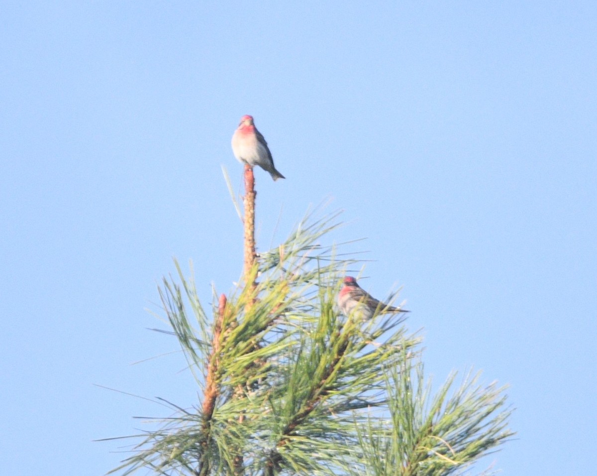 Cassin's Finch - Peter Olsoy