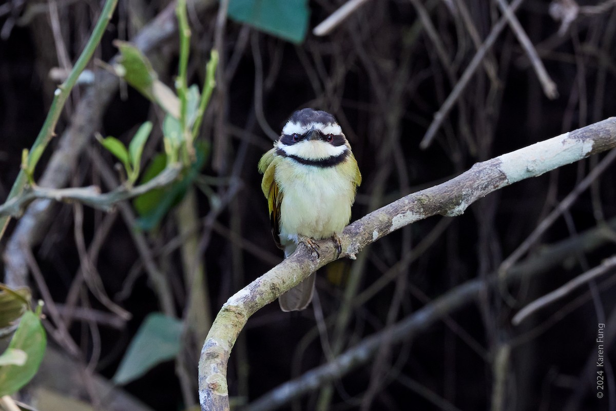 White-throated Bee-eater - ML617387808