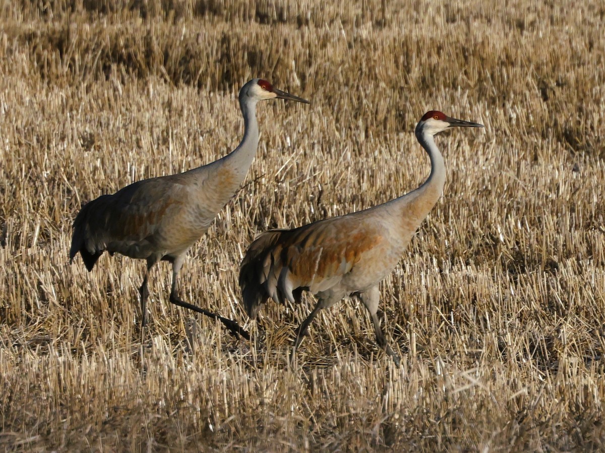 Grulla Canadiense - ML617387822