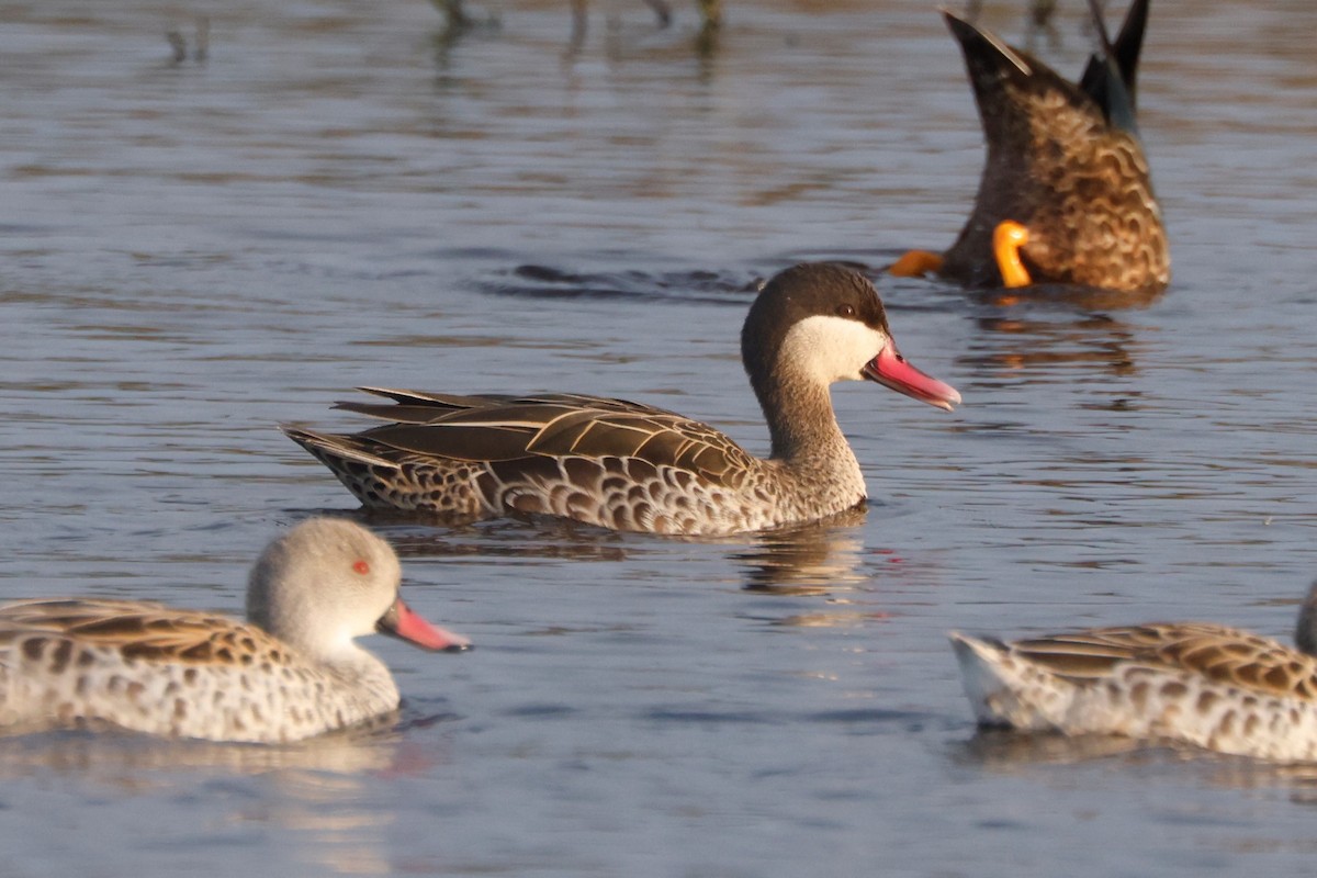 Red-billed Duck - ML617387933