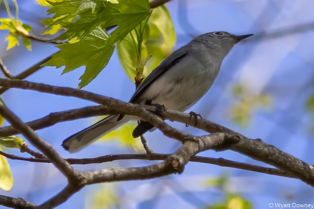 Blue-gray Gnatcatcher - Wyatt Downey