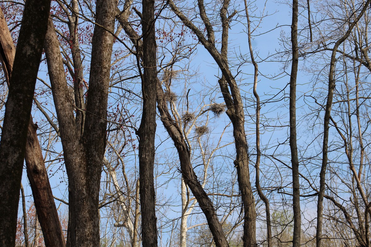 Great Blue Heron - Rene',Andy and Bill McGill