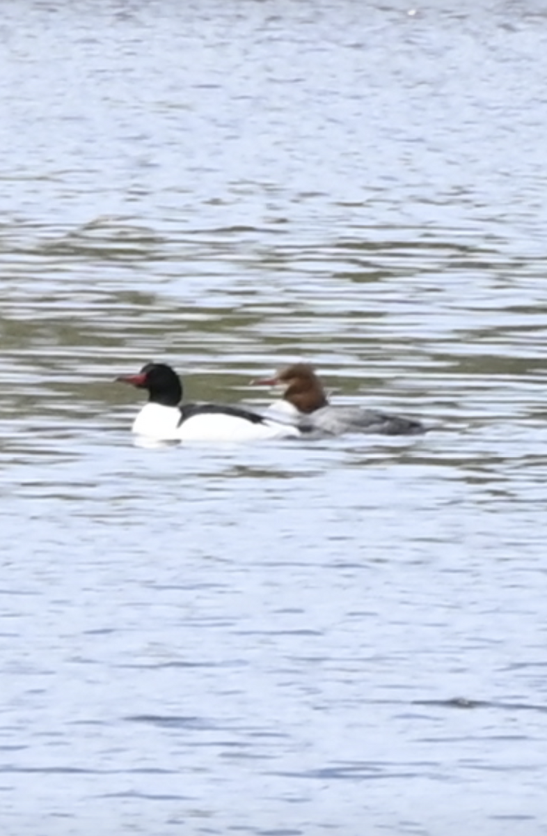 Common Merganser - ML617388004