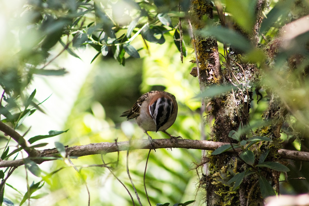 Rufous-collared Sparrow - Maicky Ventura Monteiro