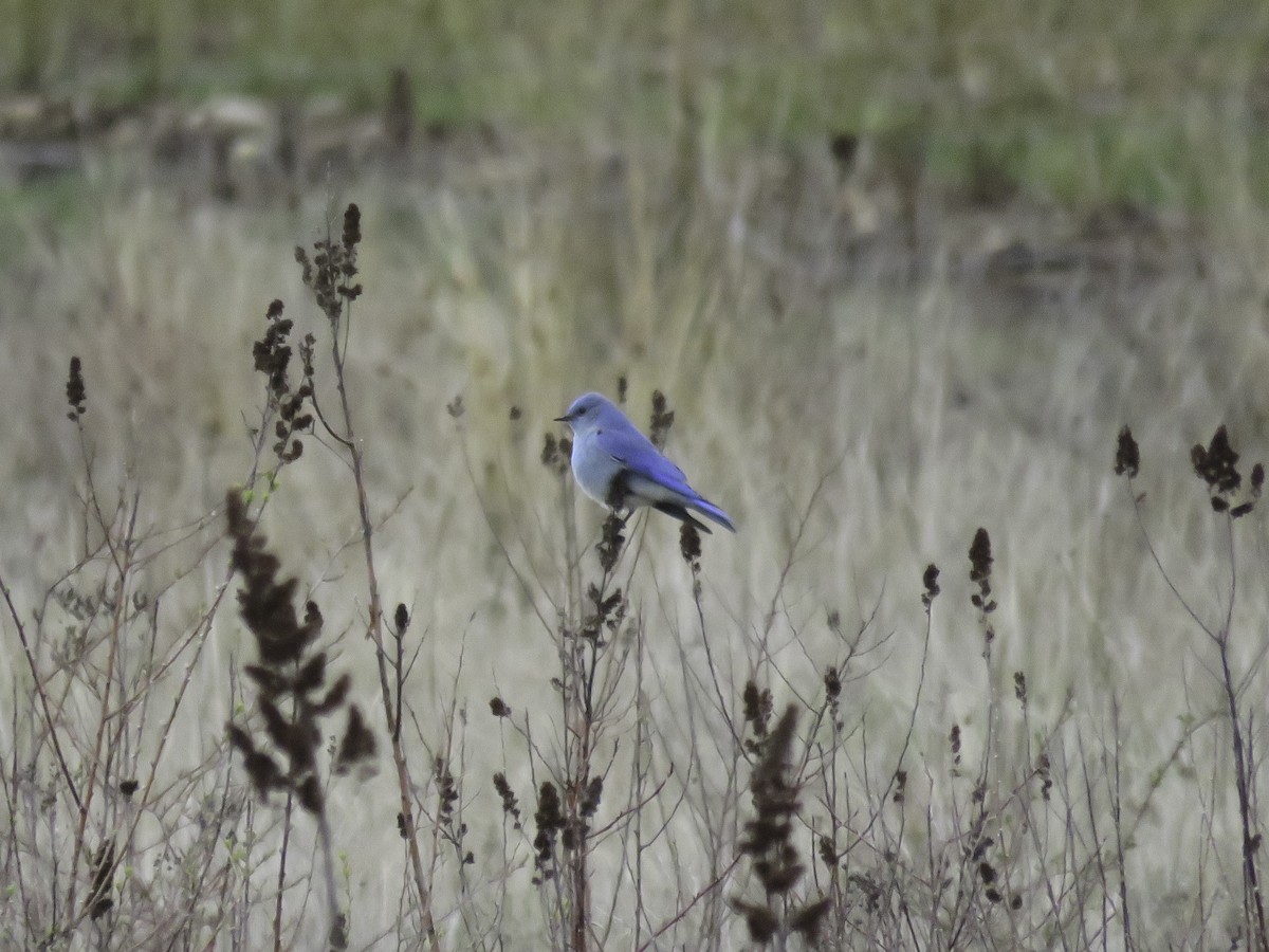 Mountain Bluebird - Sebastián Pardo