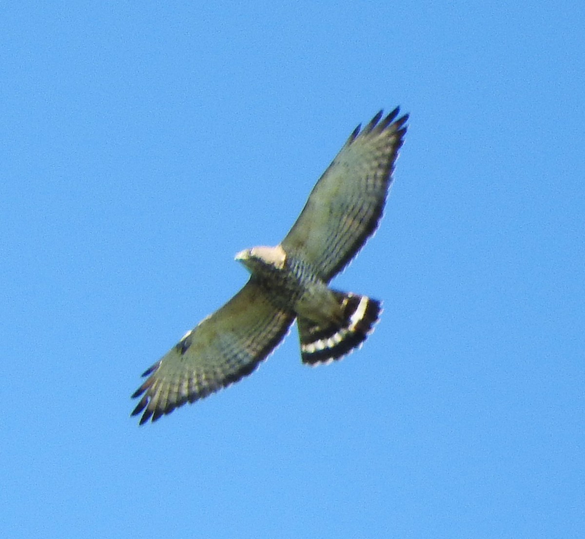 Broad-winged Hawk - Mark Meunier