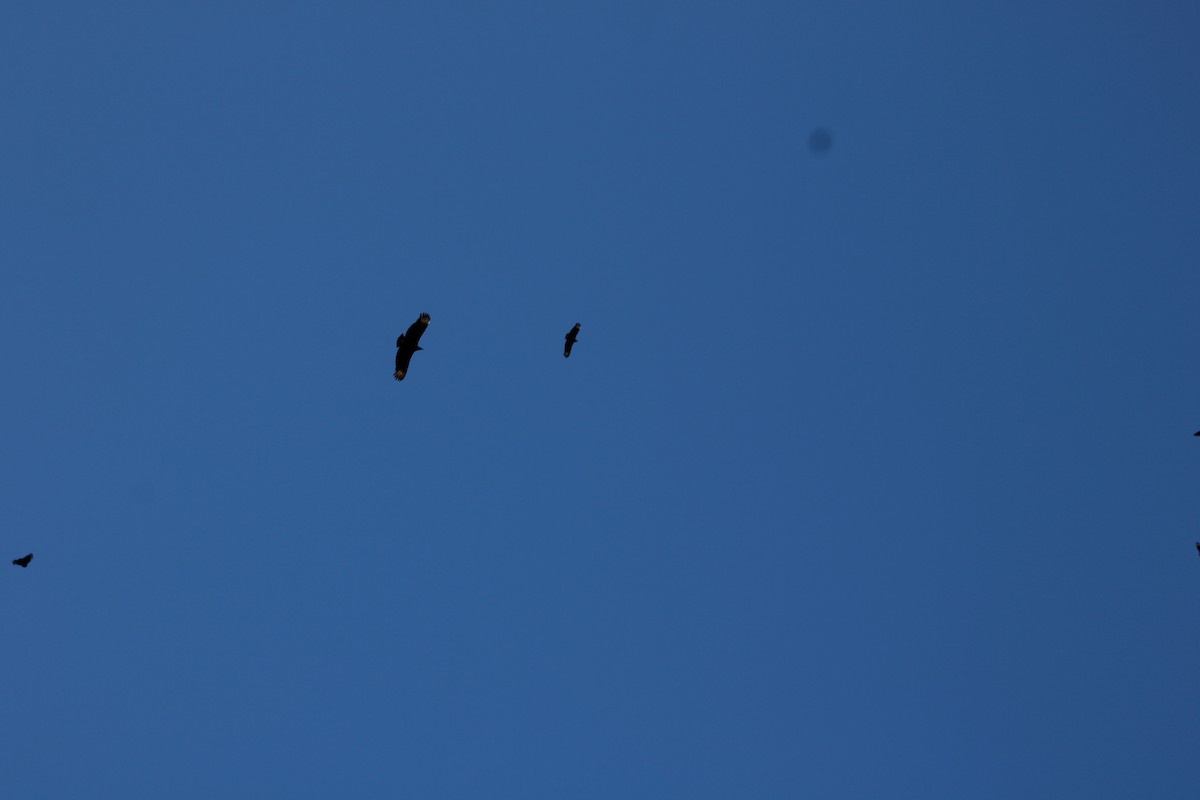 Black Vulture - Rene',Andy and Bill McGill