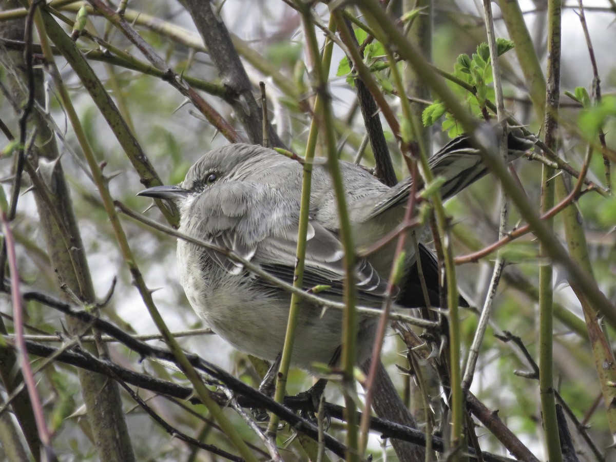 Northern Mockingbird - Sebastián Pardo