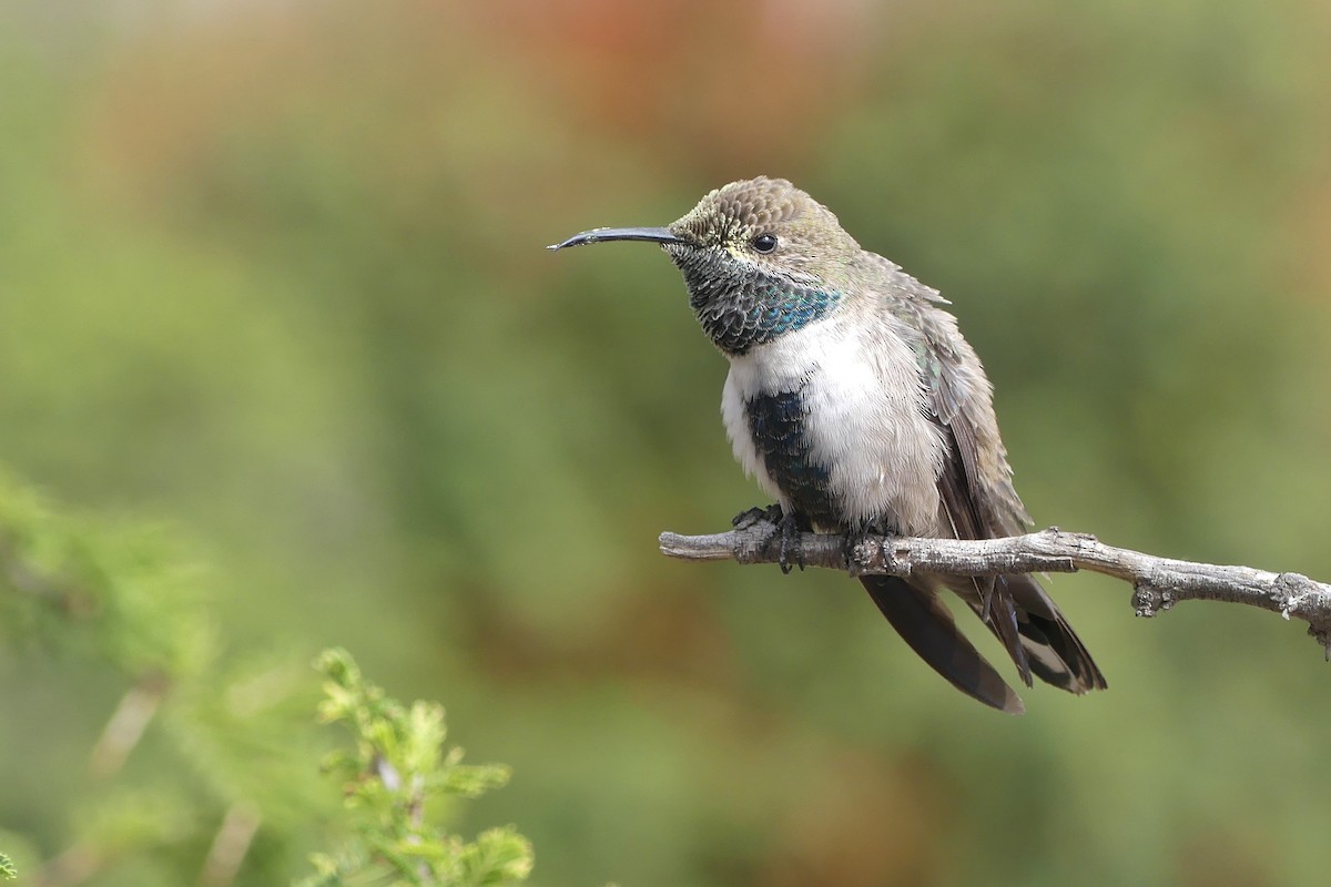 White-sided Hillstar - Jorge  Quiroga