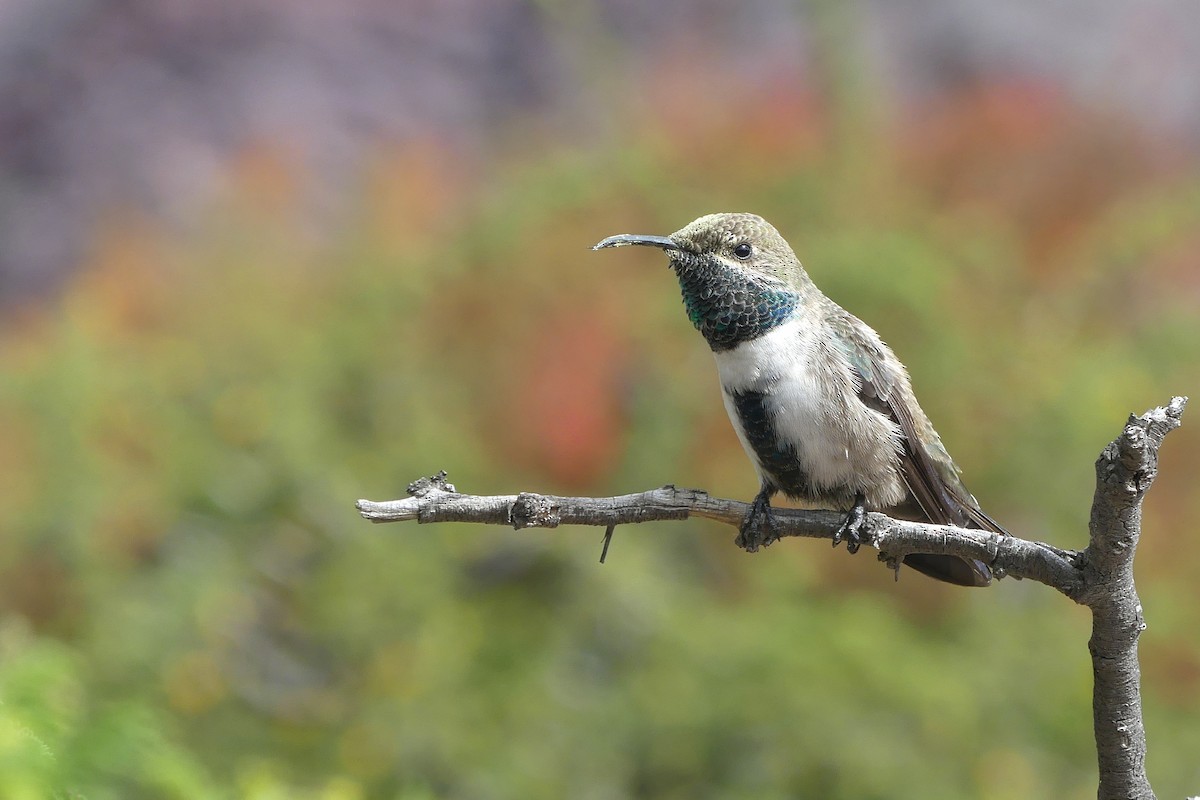 White-sided Hillstar - ML617388085